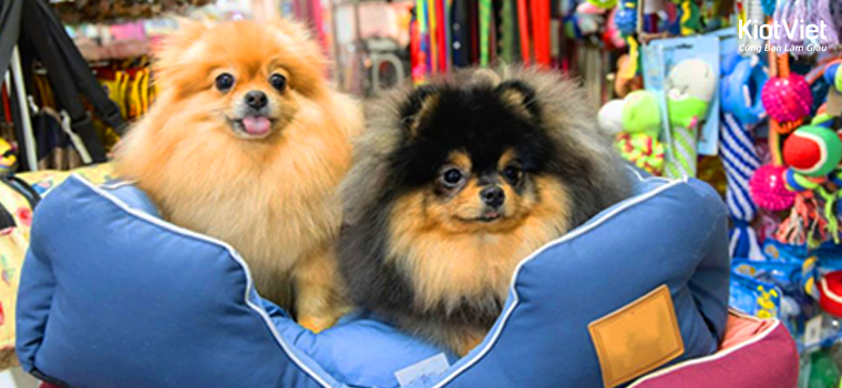 GỢI Ý 4 HÌNH THỨC KINH DOANH SHOP THÚ CƯNG ĐEM LẠI LỢI NHUẬN CAO